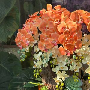 Chậu lan hồ điệp giả 8 cành size trung tone cam vàng phối trắng, chậu gốm decor