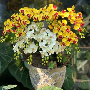 Chậu lan hồ điệp tone trắng vàng